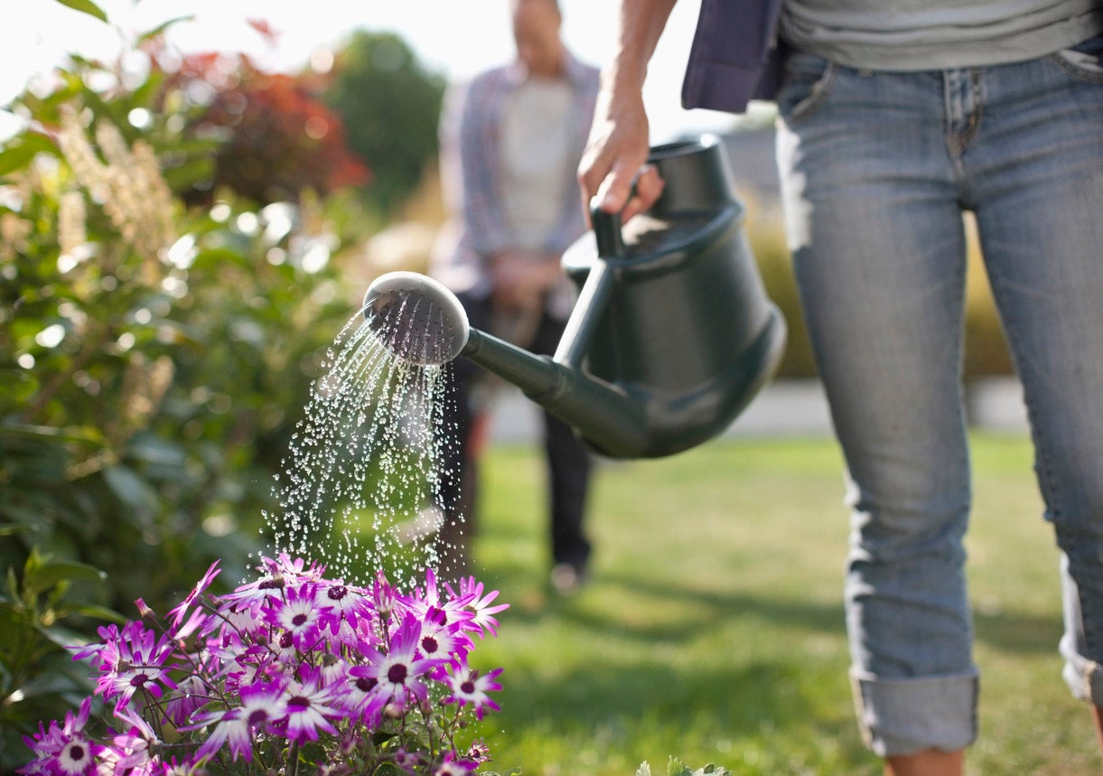 watering plants