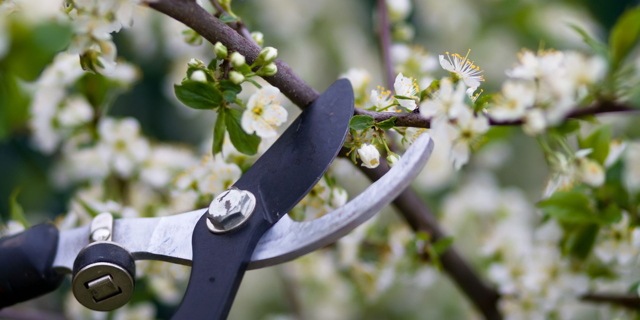 pruning garden and trees during winter