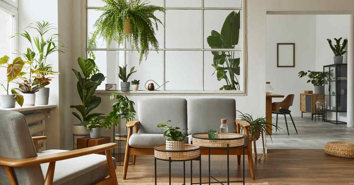 indoor plants in the drawing room 