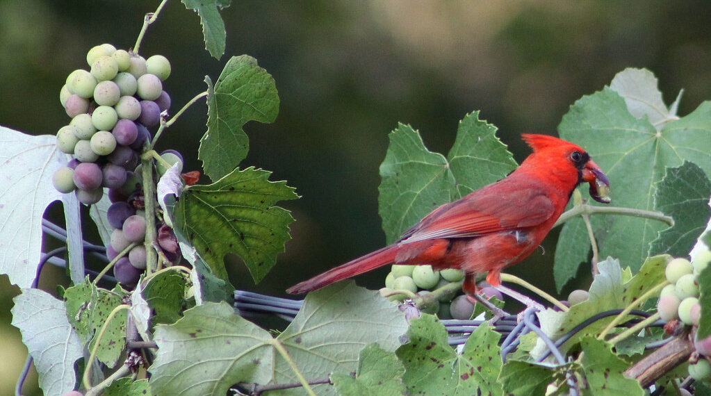 A bird sitting on a grape plant