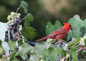 A bird sitting on a grape plant