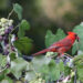 A bird sitting on a grape plant