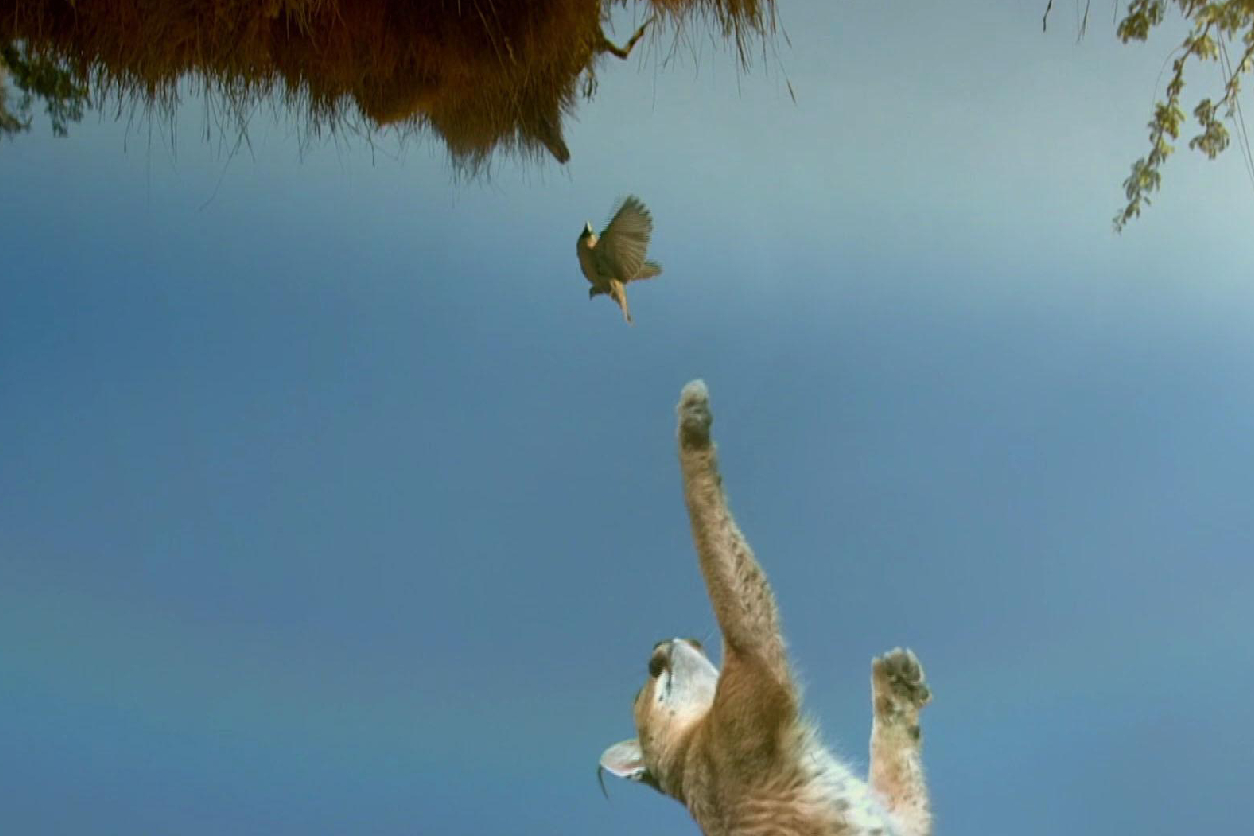 A cat trying to catch a bird