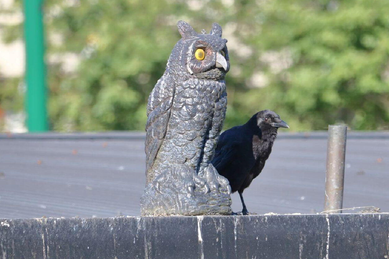 A crow sitting aside an owl stone statue