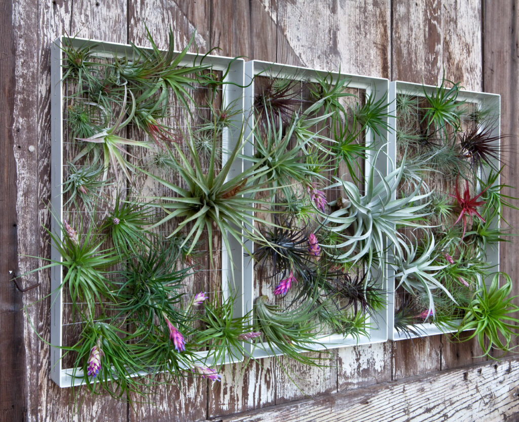 Air plants for vertical garden