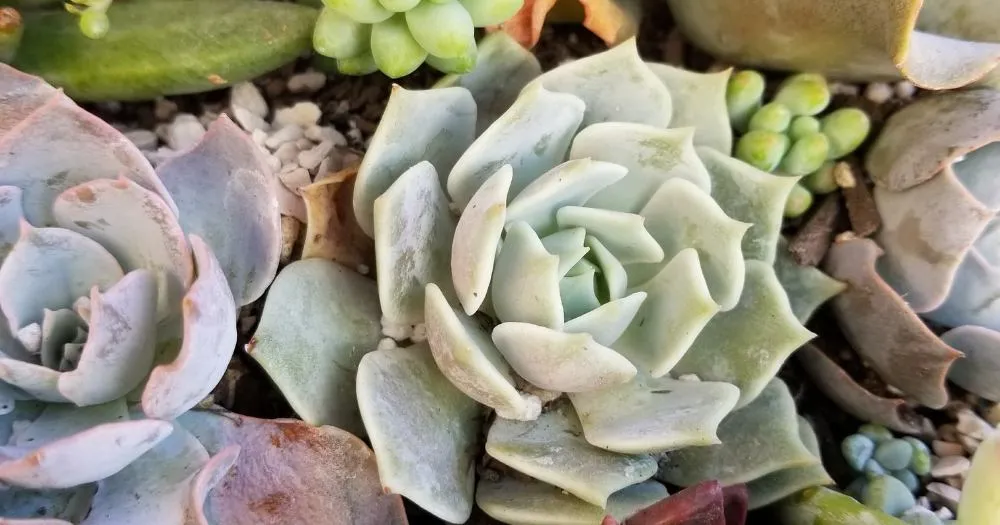 Avoid Overcrowding of succulent