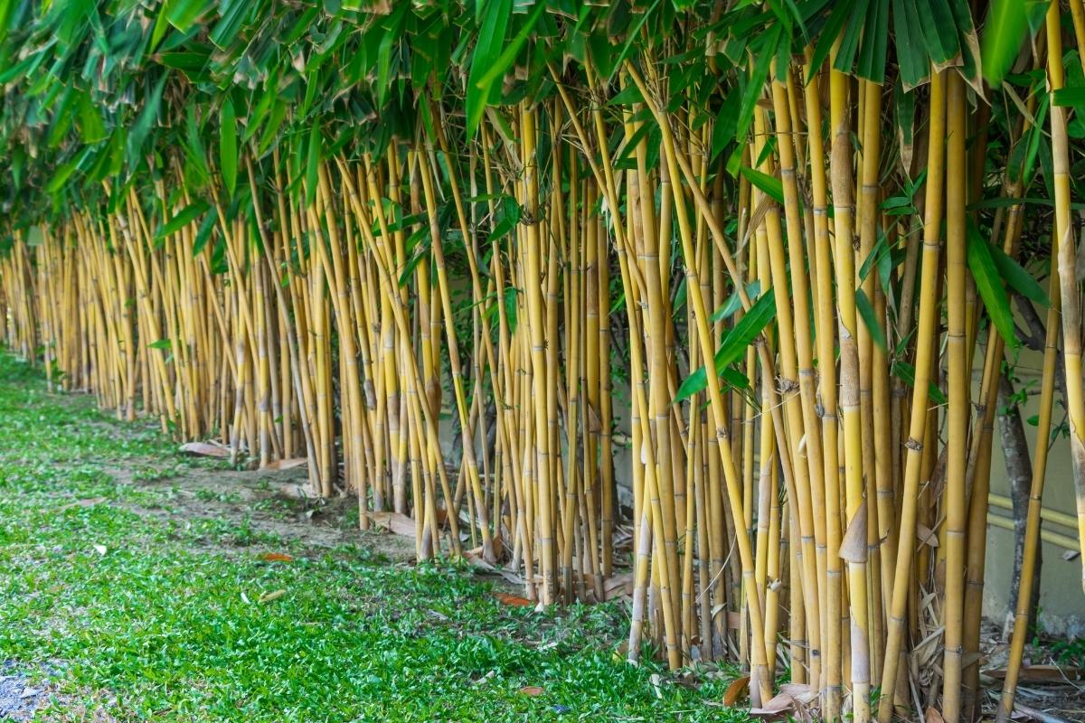 Bamboo as privacy screen