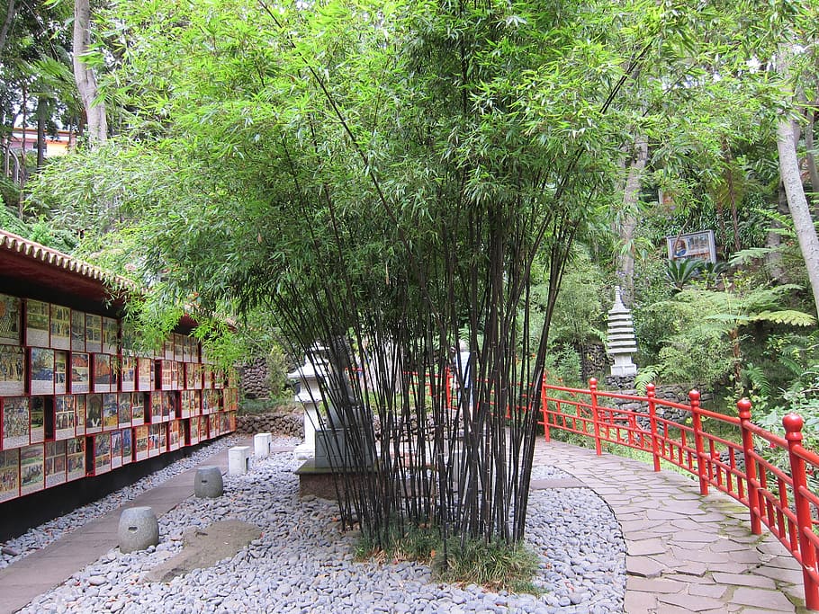 Bamboo for zen garden 