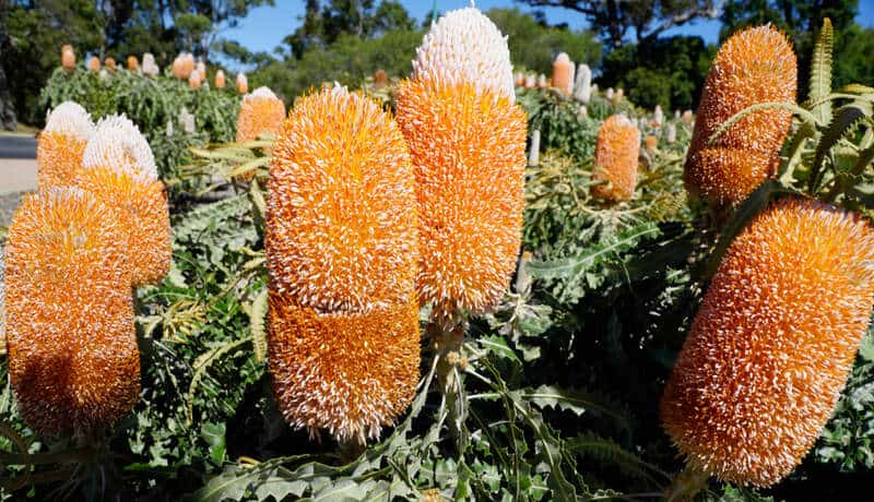 Beautiful-banksia-tree