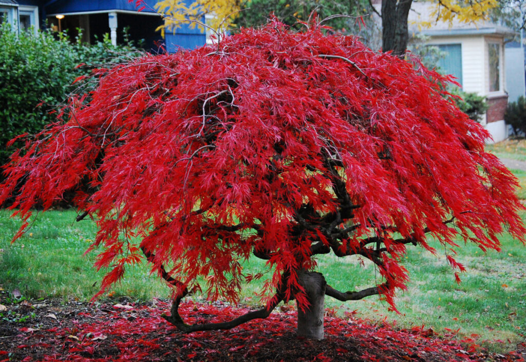 dwarf types of trees