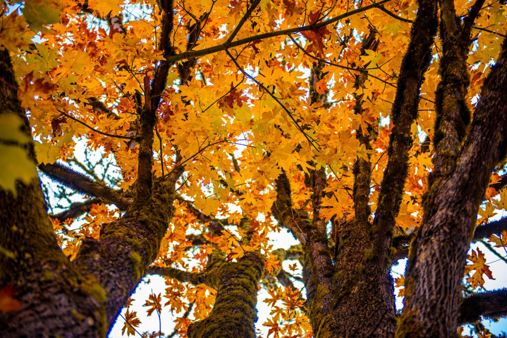 Big leaf maple tree