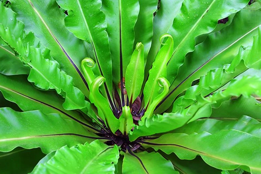 Soft Tree Fern