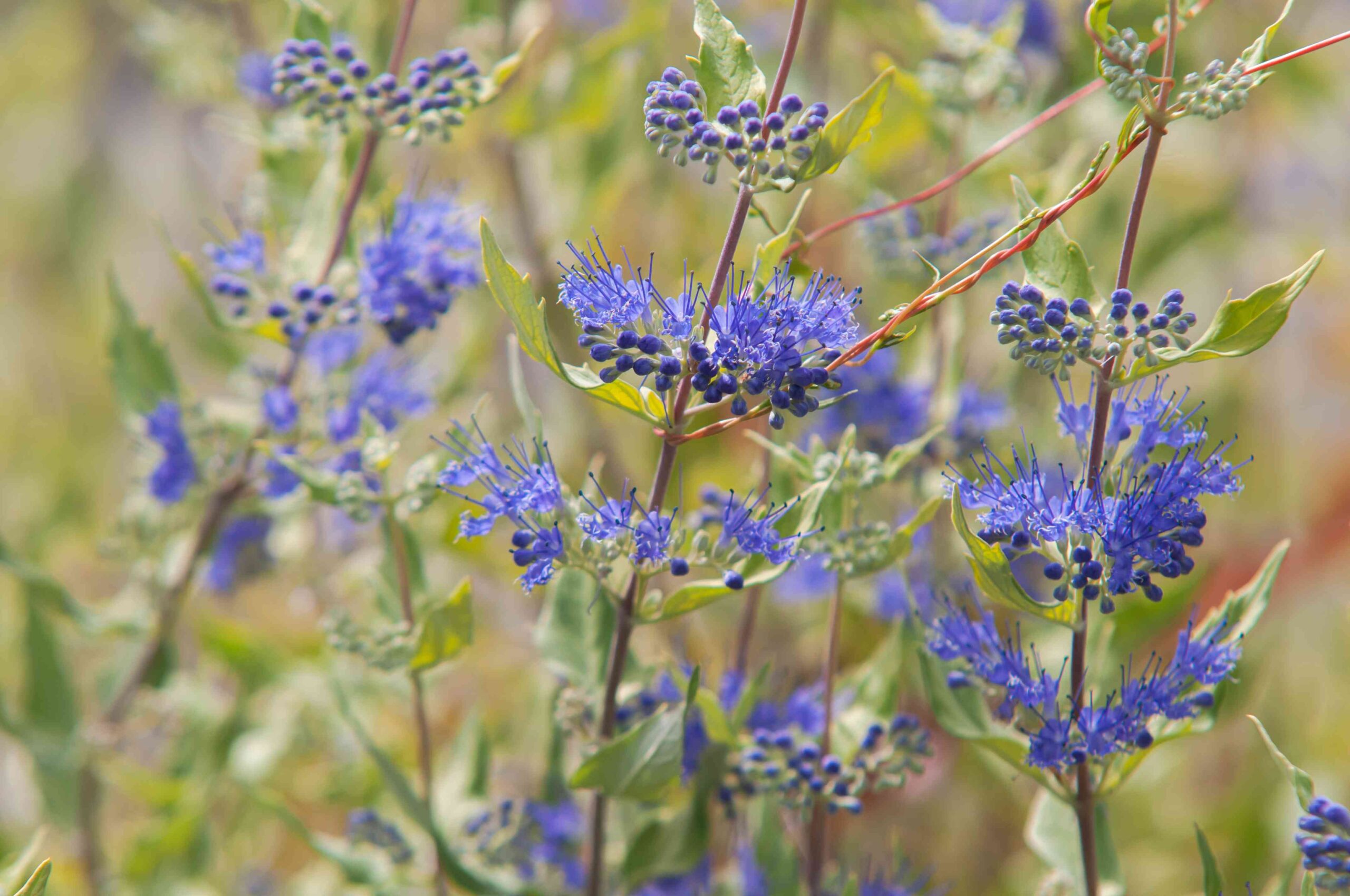 Blue Mist Spiraea- Purple Flower Bush