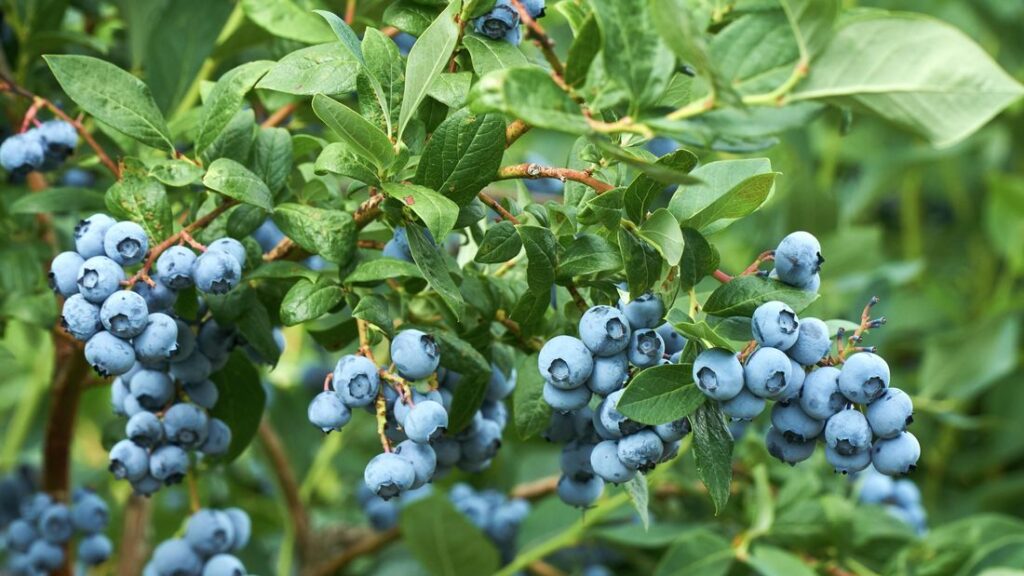 Blueberry tree