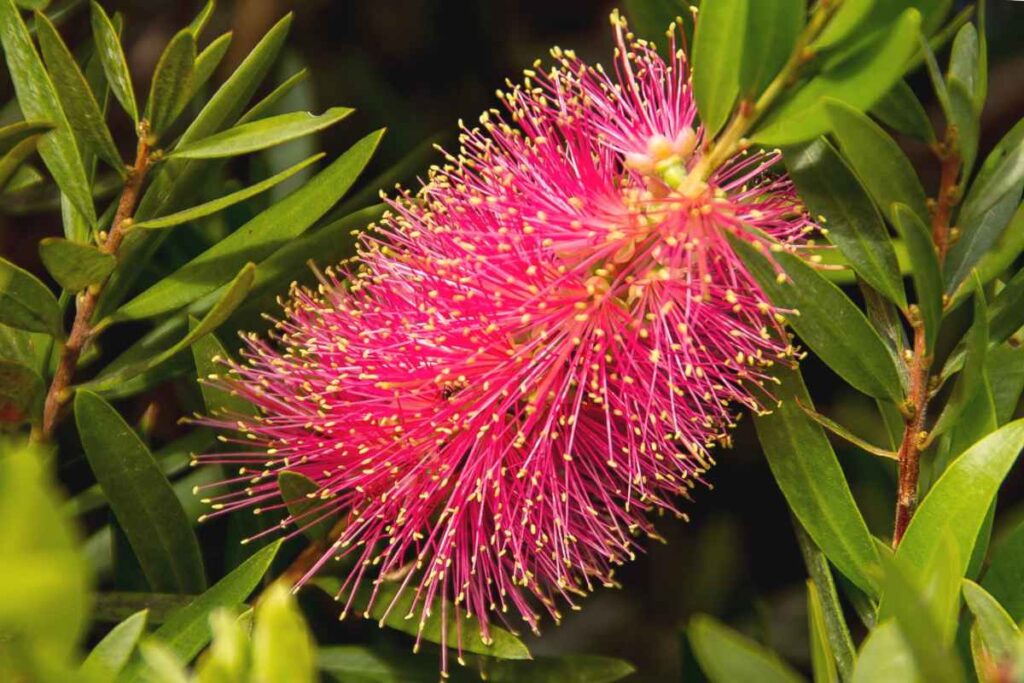 Bottlebrush Australian garden tree