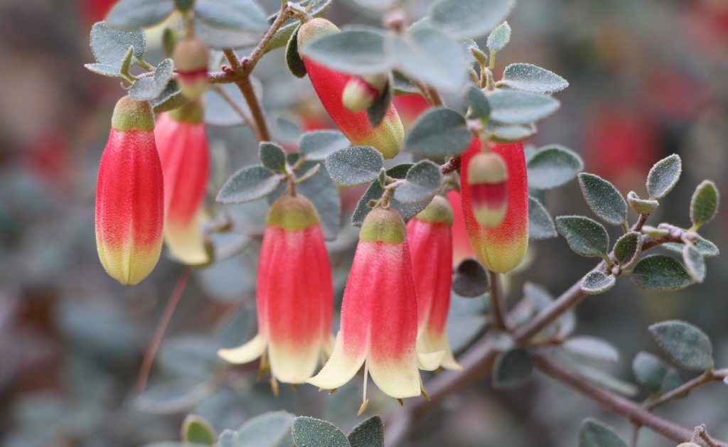 Canberra Bells