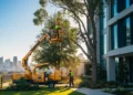 Commercial Tree Maintenance Plans for Sydney Properties