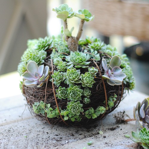 Creative and Space-saving Succulent Garden Ideas