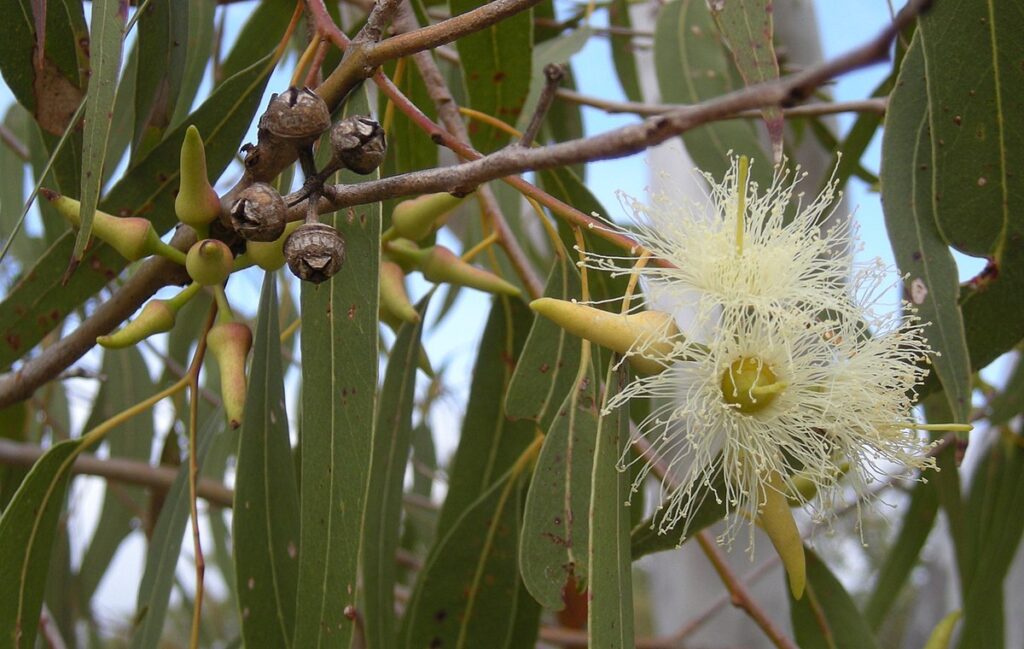 Eucalyptus-tree