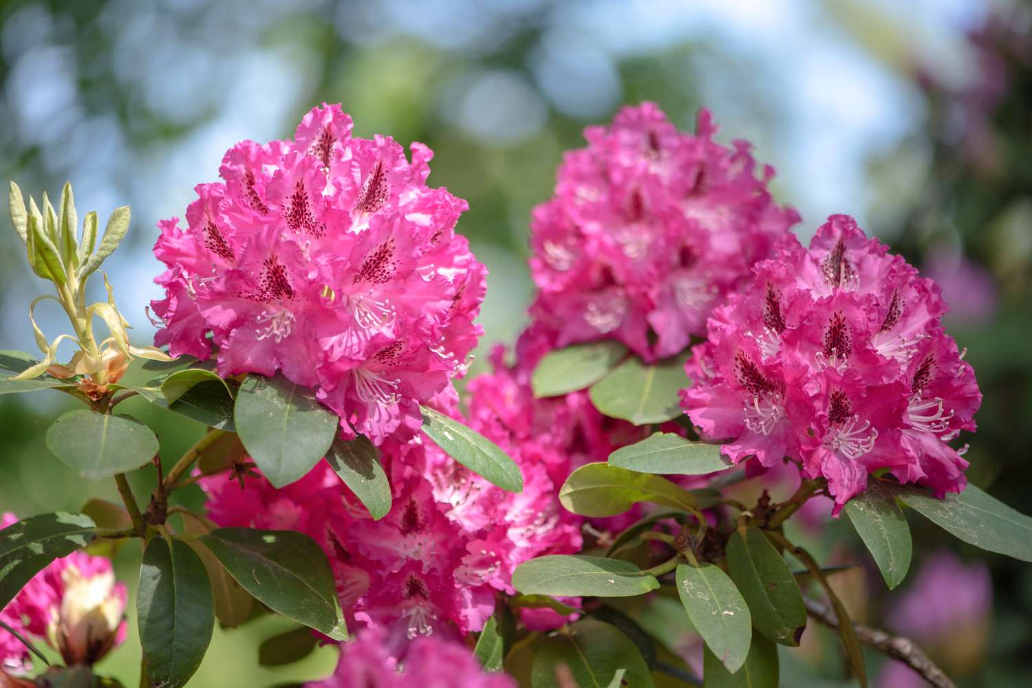 Flowering shrub Azaleas (Rhododendron spp)