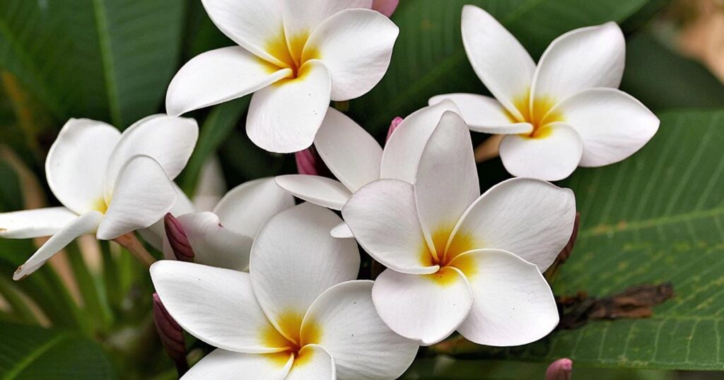 Frangipani tree