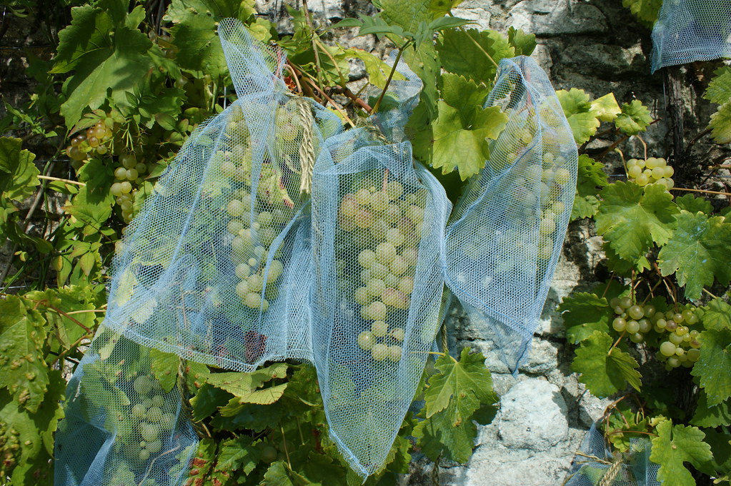 Grapes wrapped in a food protection bag