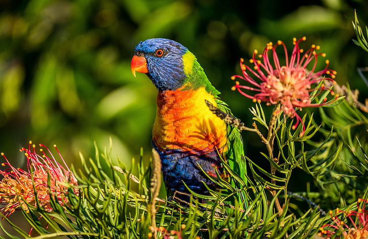 Grevillea