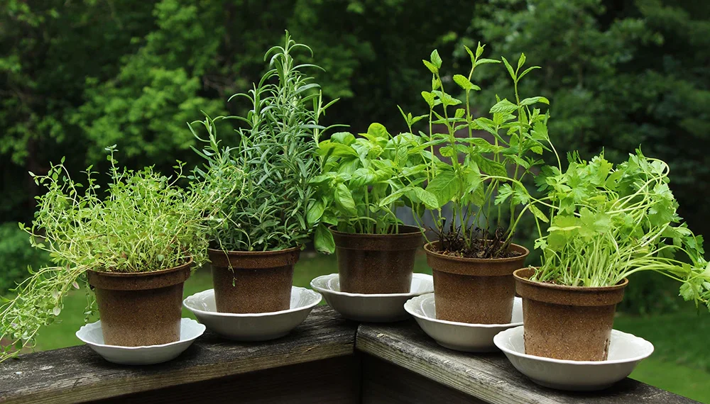 The Complete Information On Herb Garden Ideas You Should Know!