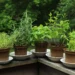 The Complete Information On Herb Garden Ideas You Should Know!