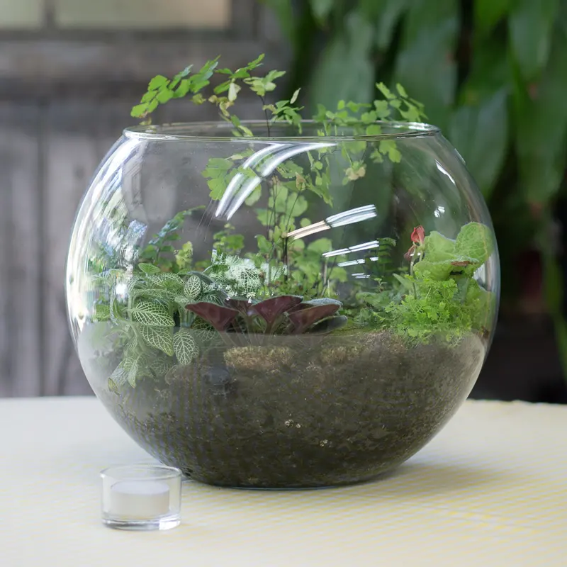 Herb Terrarium