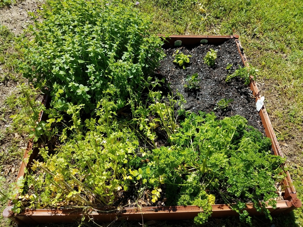 Herb raised garden beds