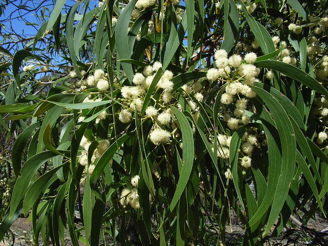 Hickory Wattle australian tree