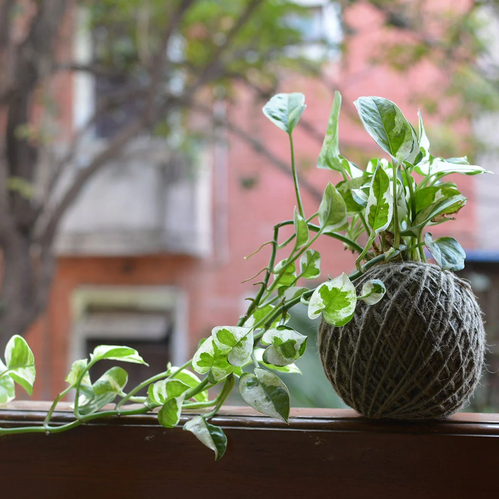 Kokedama Hanging Herb Garden