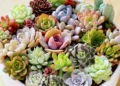 Large Succulent Planter Ideas