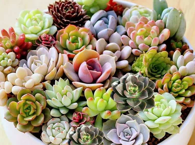 Large Succulent Planter Ideas