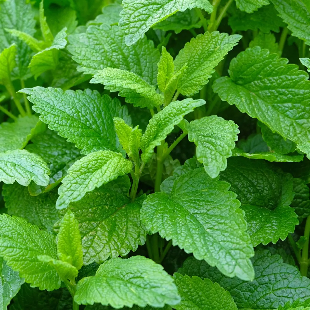 Lemon Balm & Mint