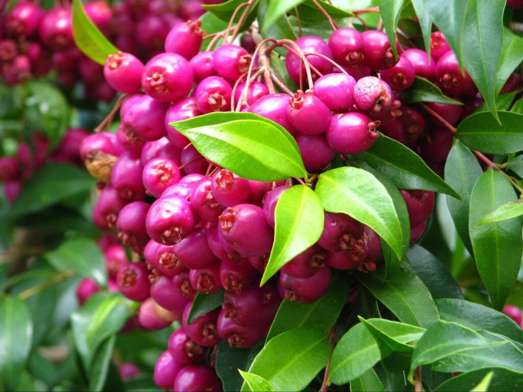 Lilly Pilly Australian garden tree