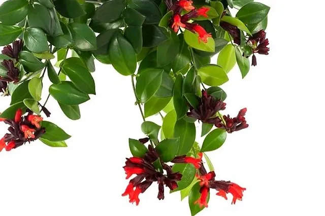 Lipstick plant for vertical garden