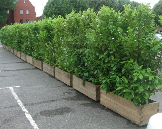 wooden pots for shrubs