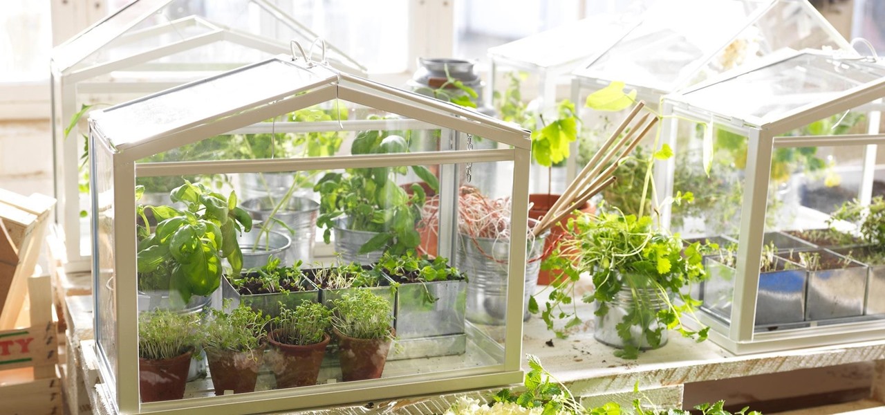 Mini Green House Herb Garden