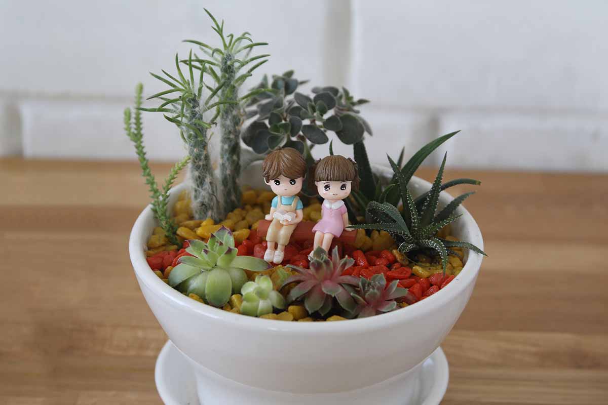 Miniature Succulent Landscapes