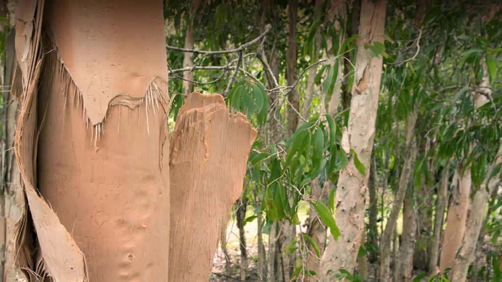 Paperbark tree