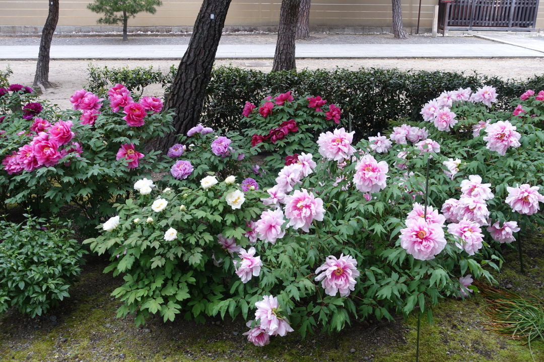 Peony for zen garden