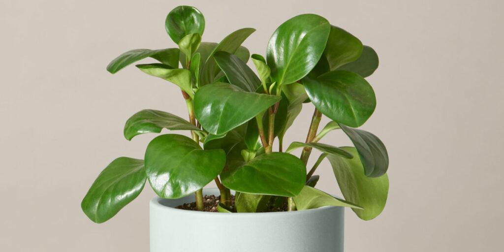 Peperomia plant for diy vertical garden 