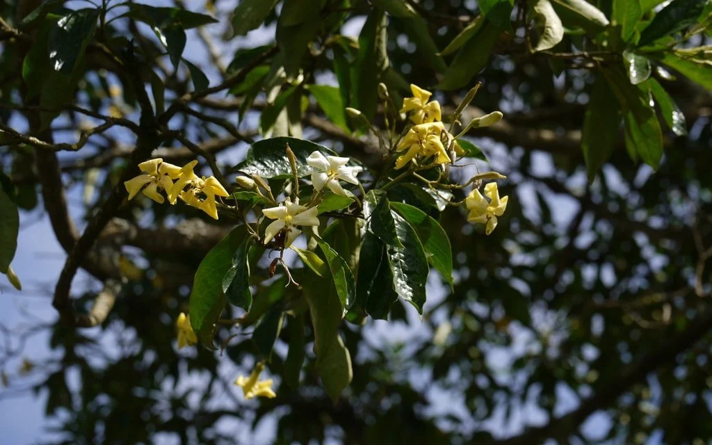 Perfumed-frangipani-tree