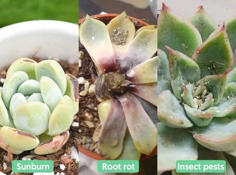 Pests in Succulents