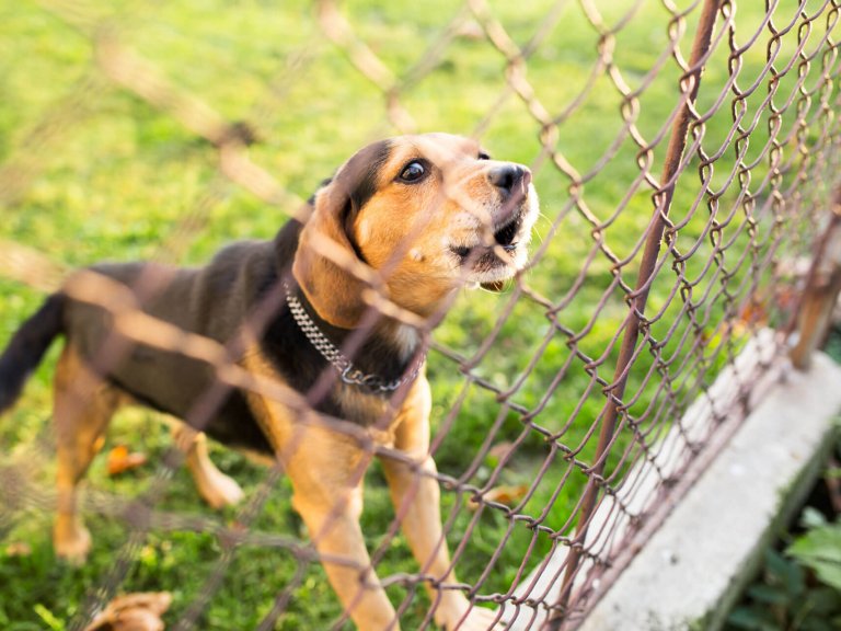 Pets Protection fence extensions ideas