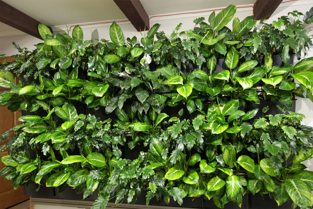 Philodendron plant for vertical garden