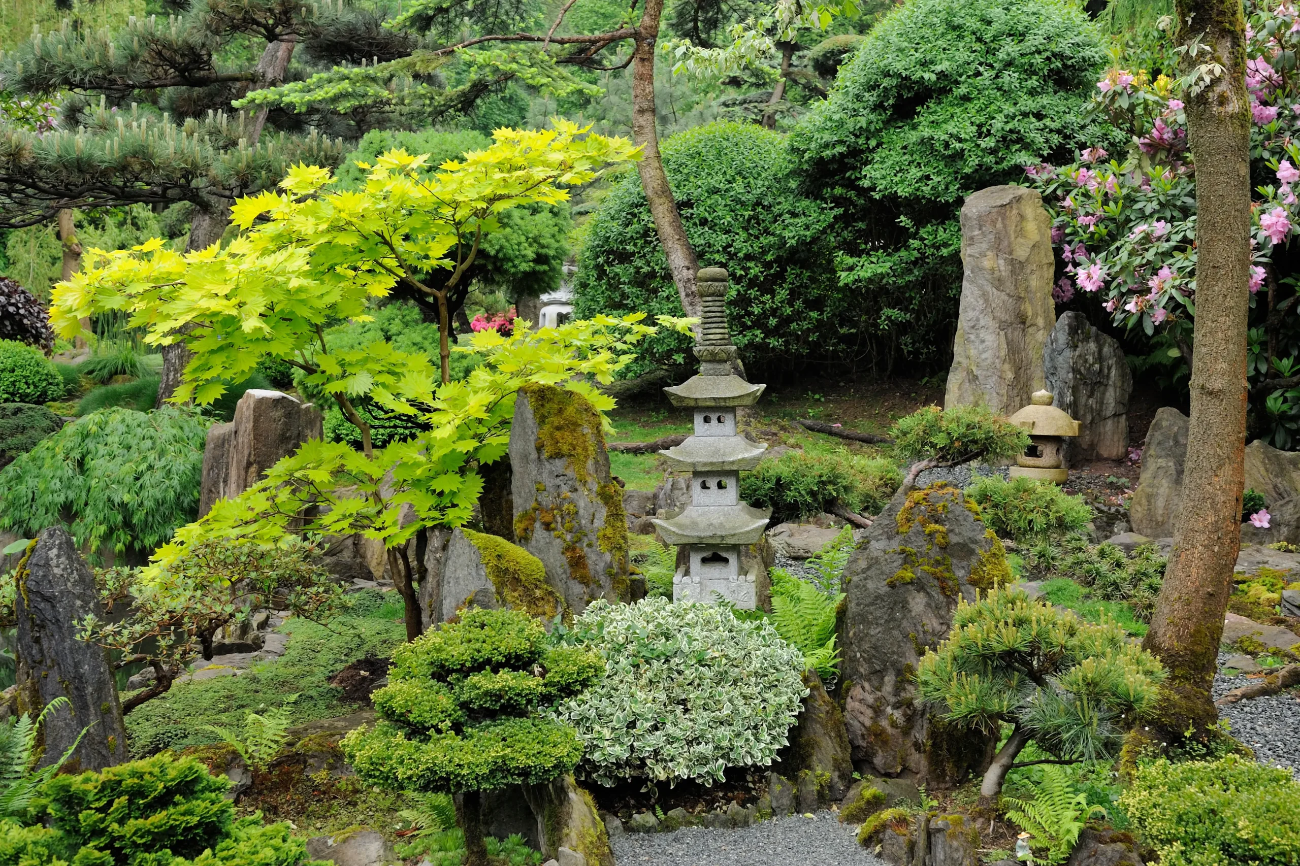 Plants for zen garden ideas 
