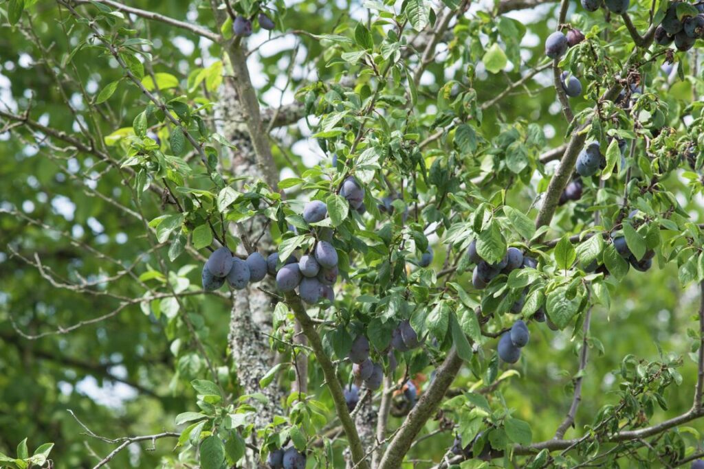 Plum-tree-in-Australia